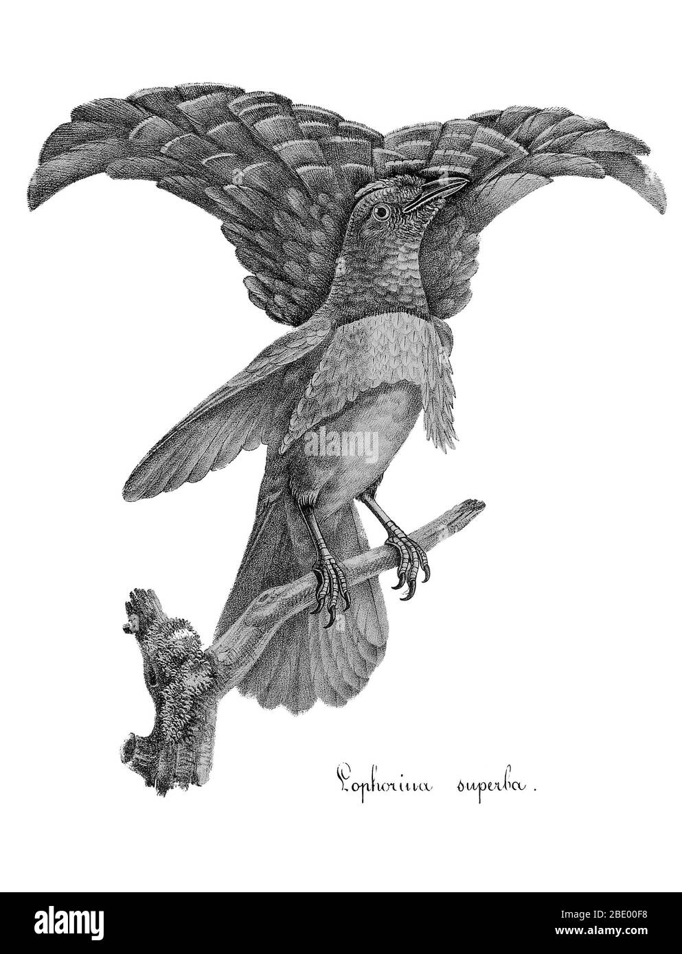 Superbe Oiseau-de-paradis Banque D'Images