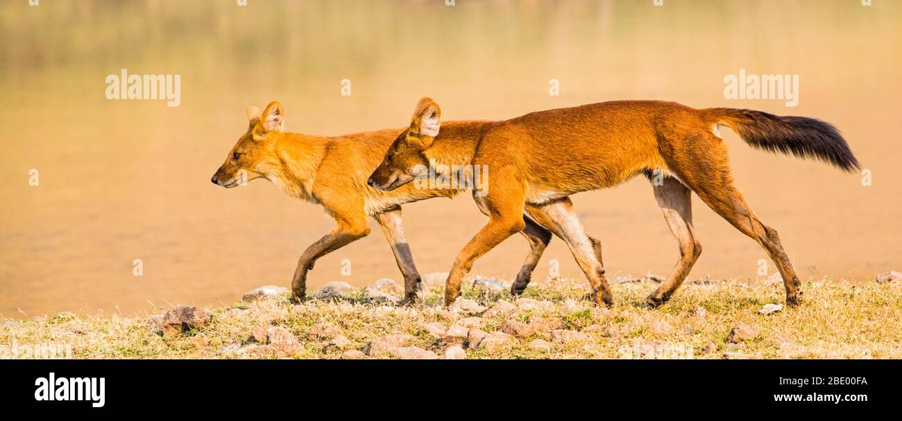 Dhole (chiens sauvages trouvés en Inde) marche, Inde Banque D'Images