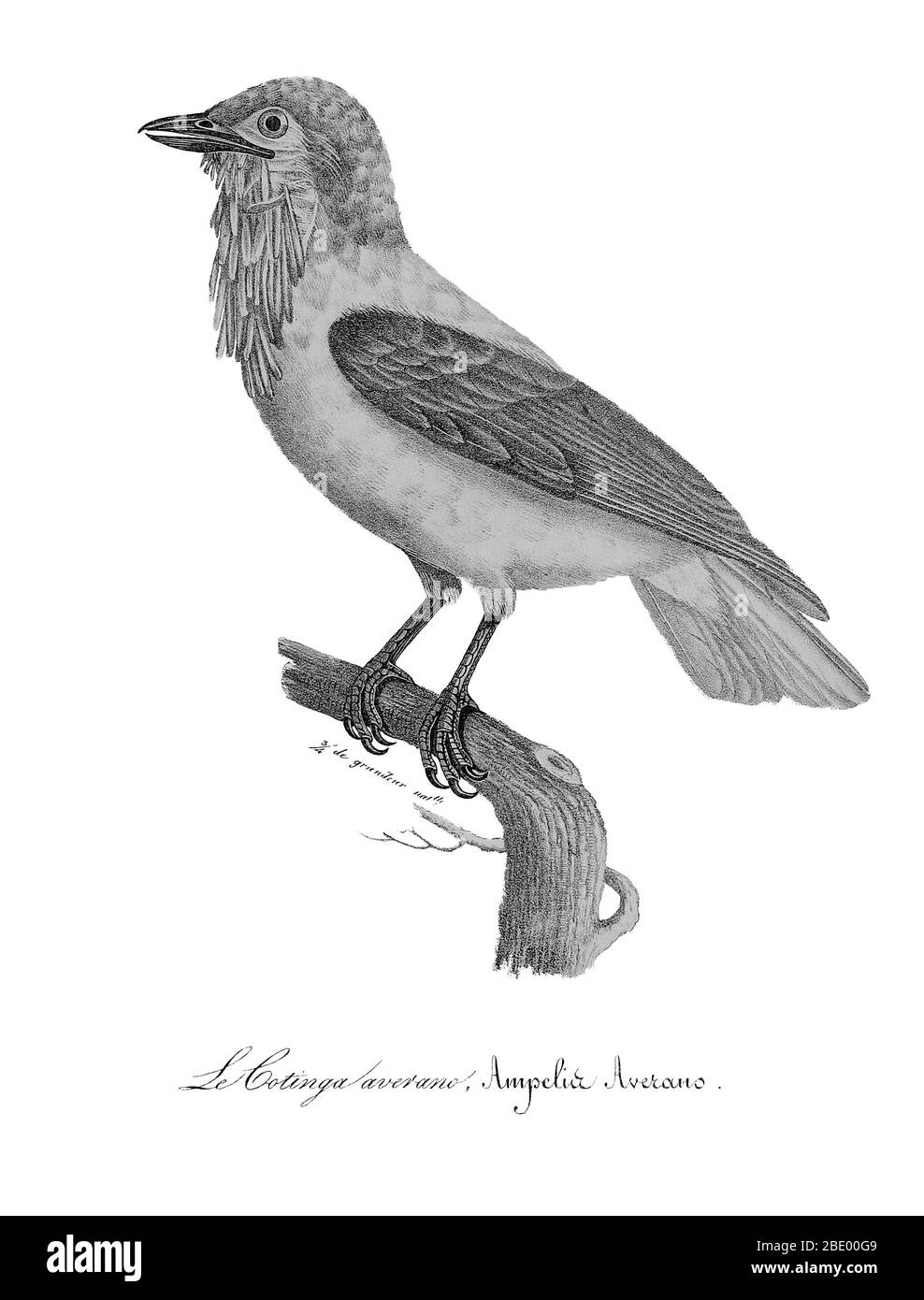 Bellbird barbu Banque D'Images
