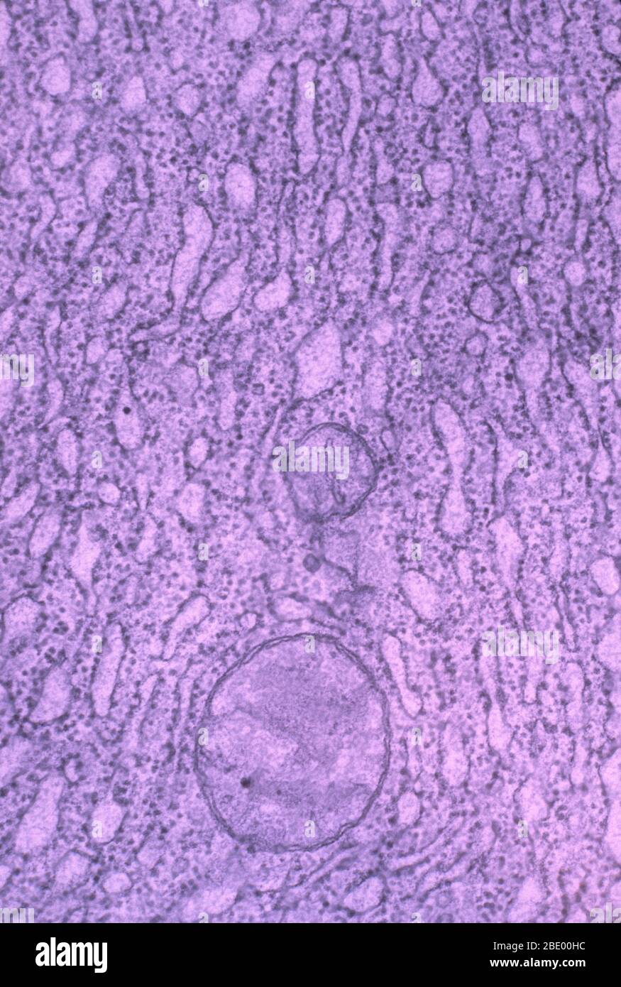 Réticulum endoplasmique avec ribosomes Banque D'Images