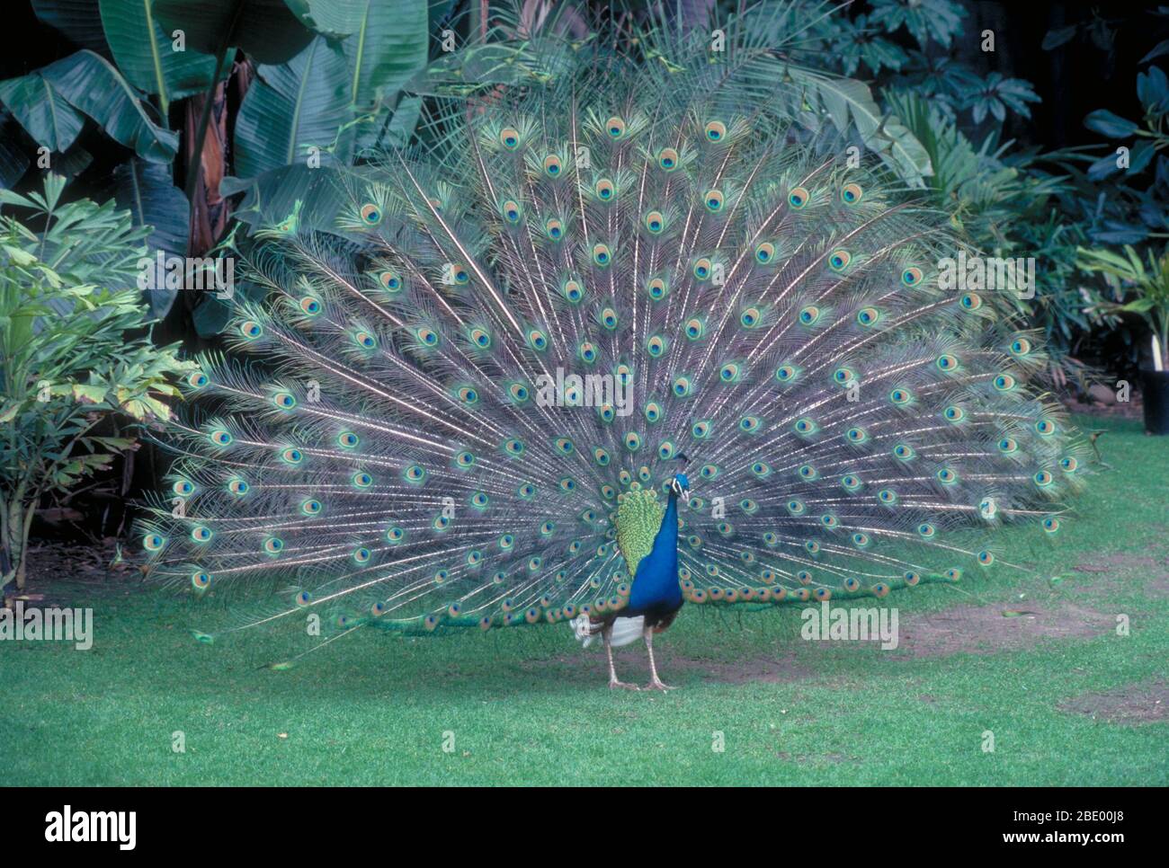 Peafowl commun Banque D'Images