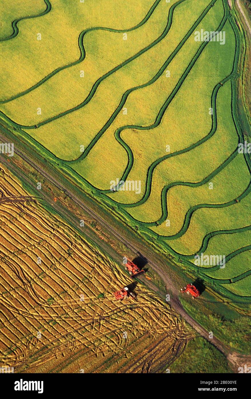 Récolte du riz Banque D'Images