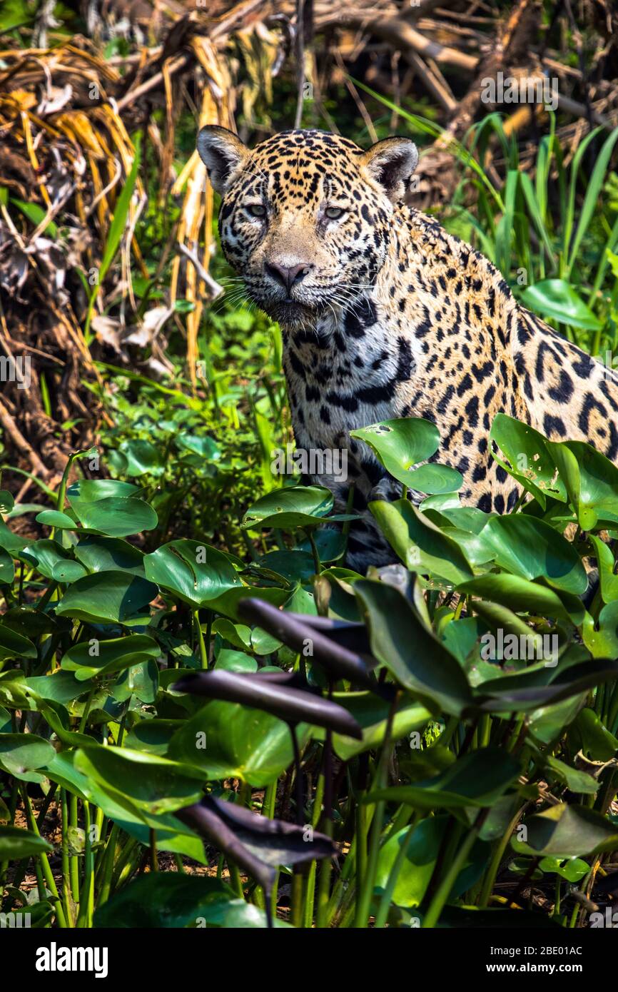 Jaguar (Panthera onca), Pantanal, Brésil Banque D'Images