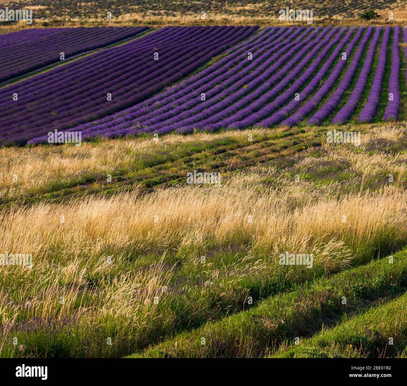 Gros plan des lignes d'un champ de lavande. Provence, France Banque D'Images