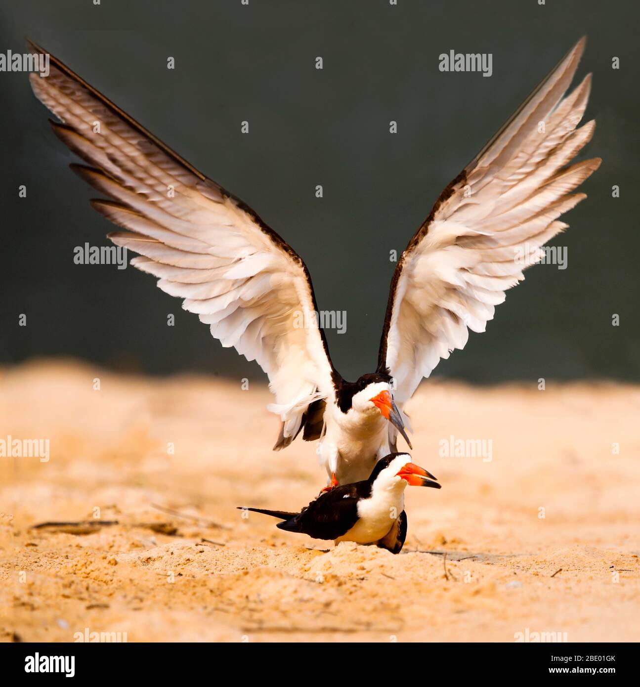 Skimmers noirs (Rynchops niger), Pantanal, Brésil Banque D'Images