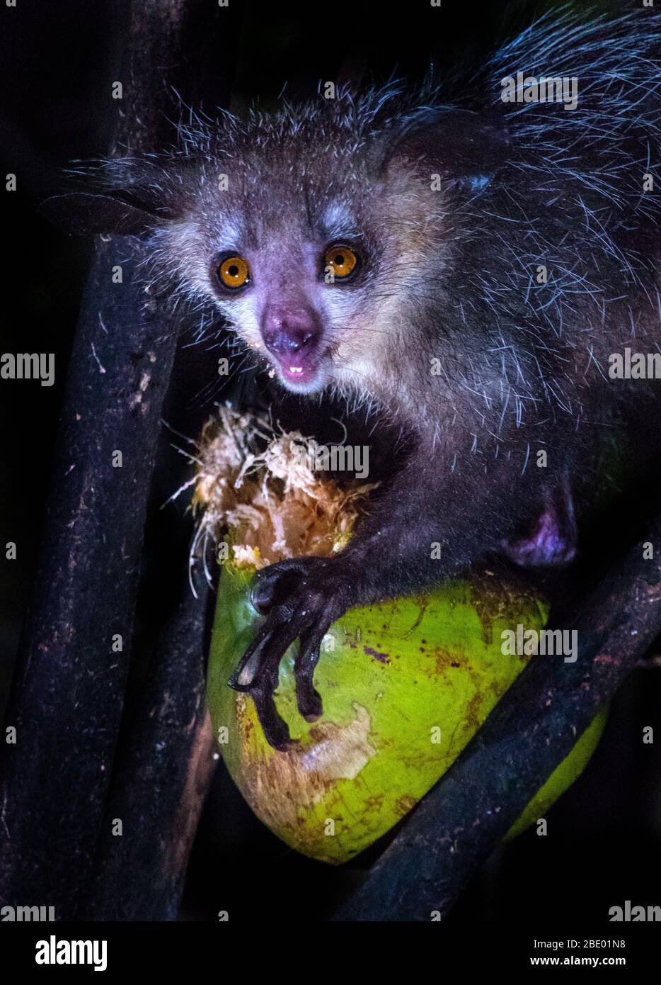 Aye-aye (Daubentonia madagascariensis), Palmarium, Madagascar Banque D'Images
