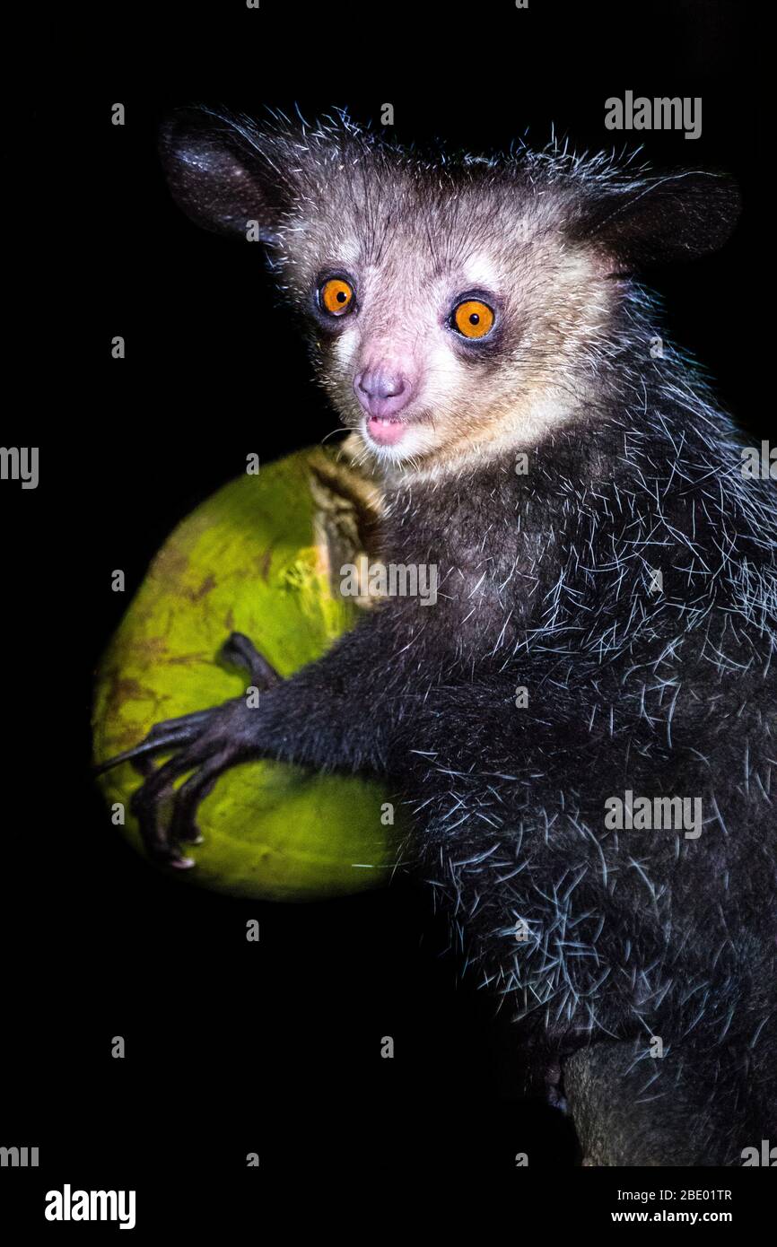 Photo de gros plan de l'aye (Daubentonia madagascariensis) avec fruits, Palmarium, Madagascar Banque D'Images