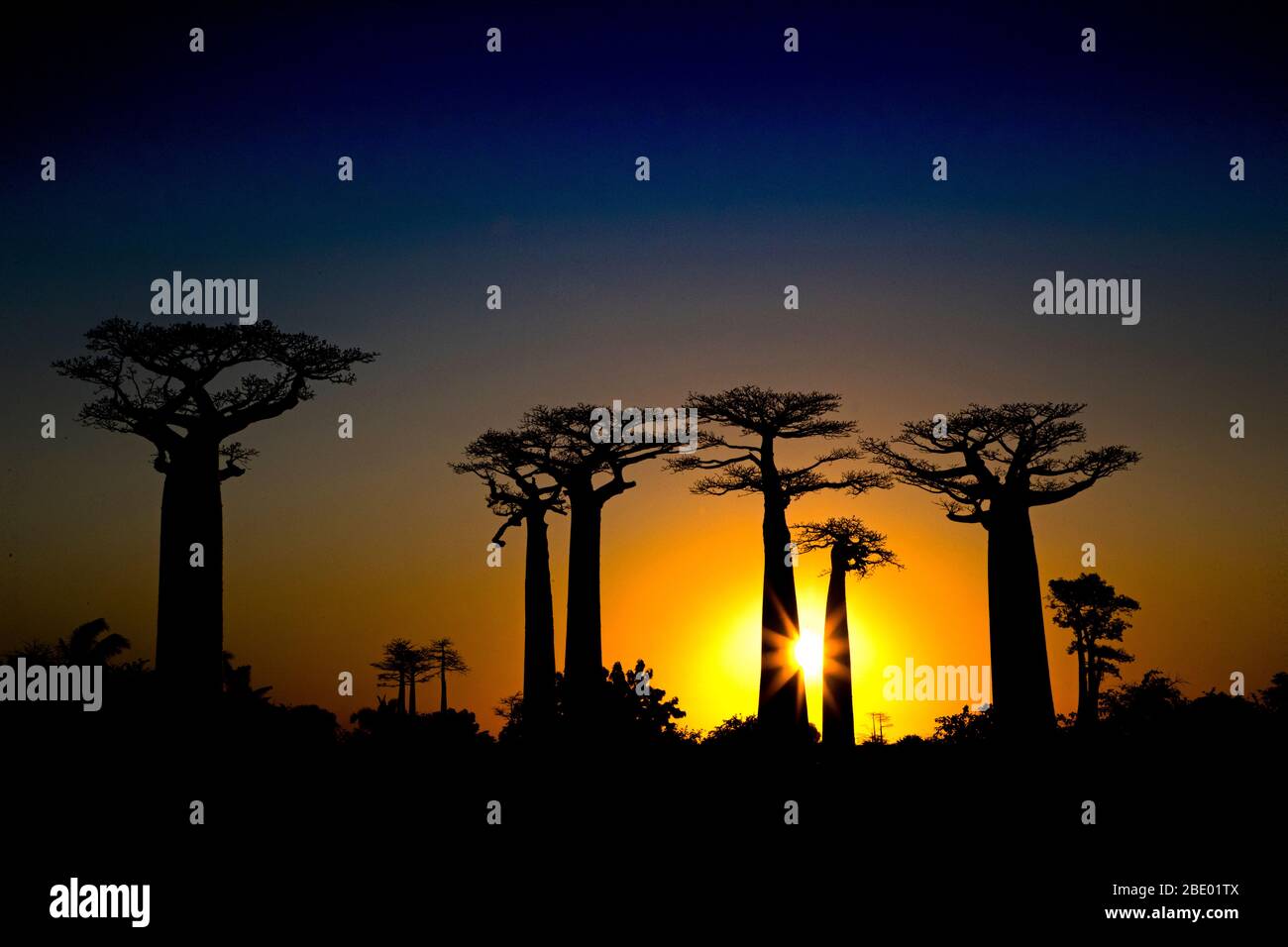 Baobabs (Adansonia) au coucher du soleil, Morondava, Madagascar Banque D'Images