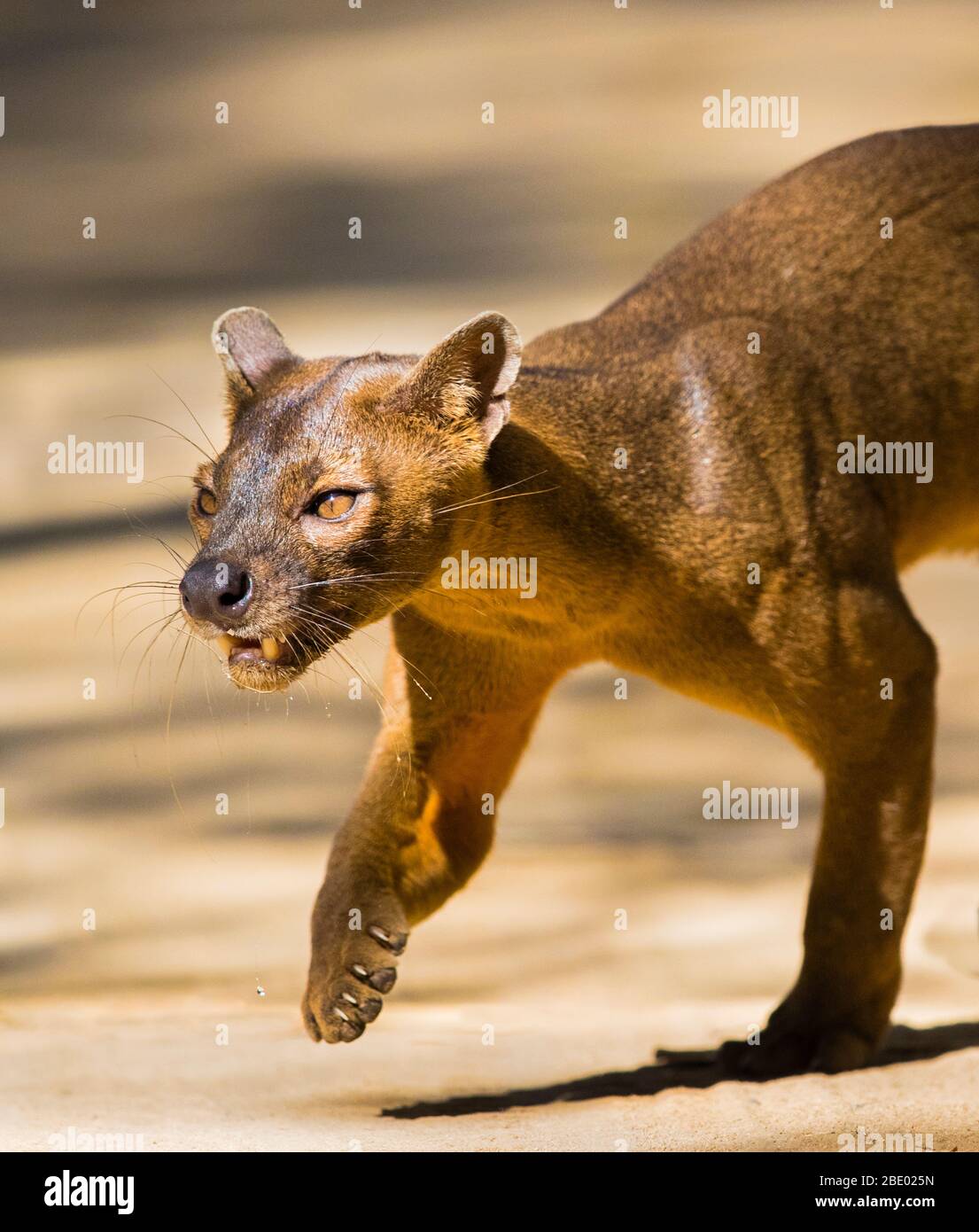 Photo de gros plan de Fossa (Cryptoprocta ferox), Madagascar Banque D'Images