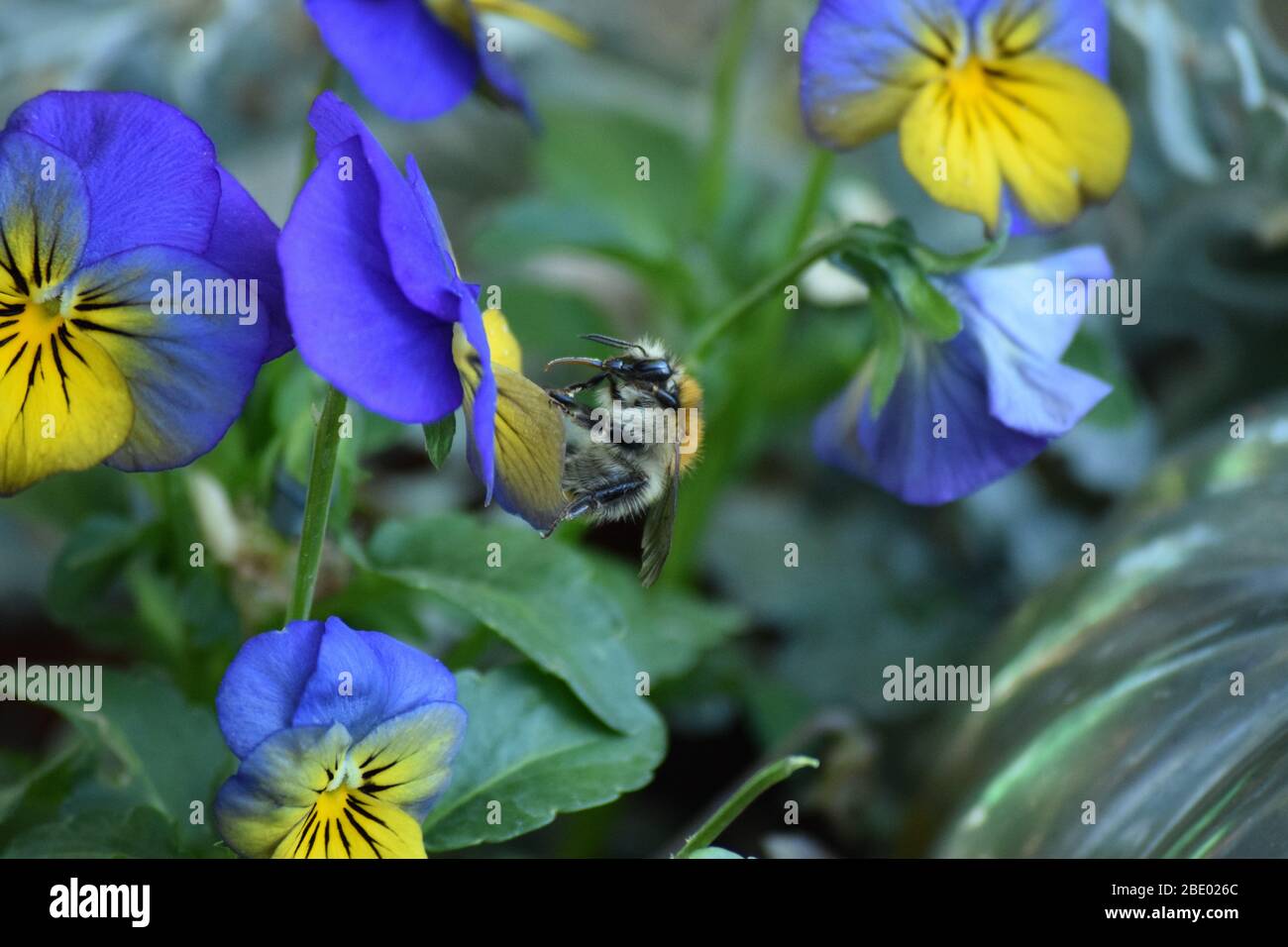 Bumblebee arbre sur violet corné Banque D'Images