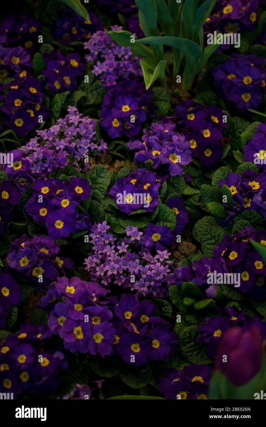 Violet primula vulgaris, primrose. Primula floraison dans le jardin au printemps. Banque D'Images