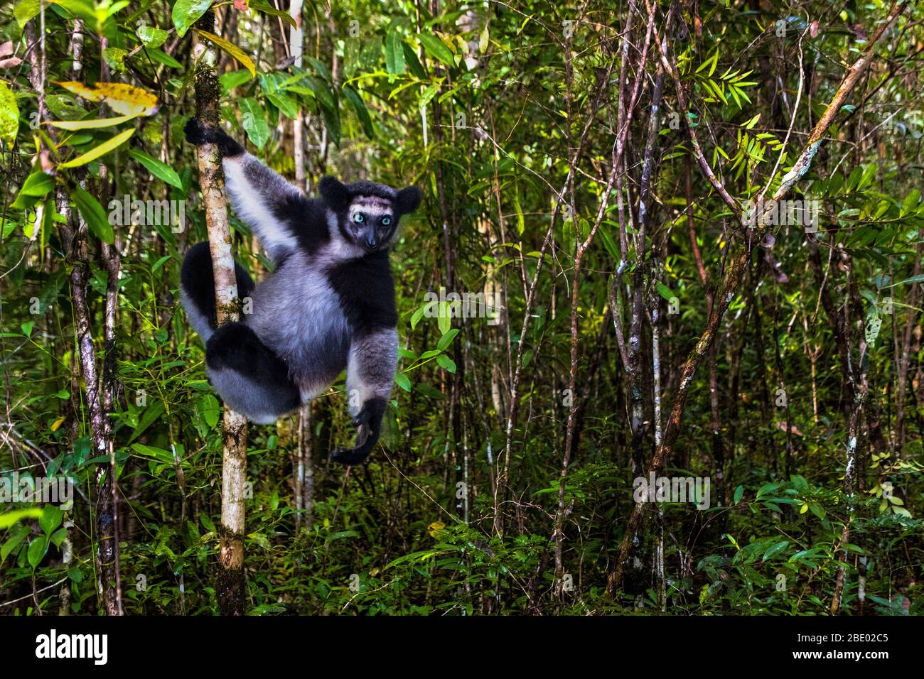 Indri noir (Indri indri) parmi les arbres, Palmarium, Madagascar Banque D'Images