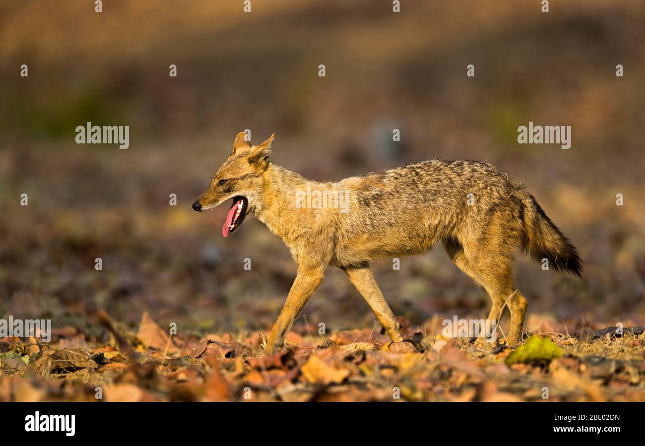 Gros plan photo de l'Inde chacal (Canis aureus indicus), Inde Banque D'Images