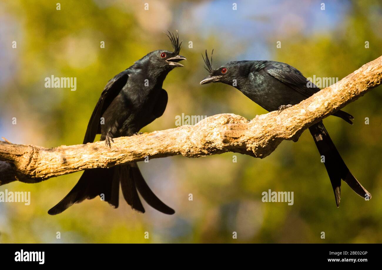 Deux drongos (Dicrurus forficatus) couperaient sur la branche arborescente, Madagascar Banque D'Images