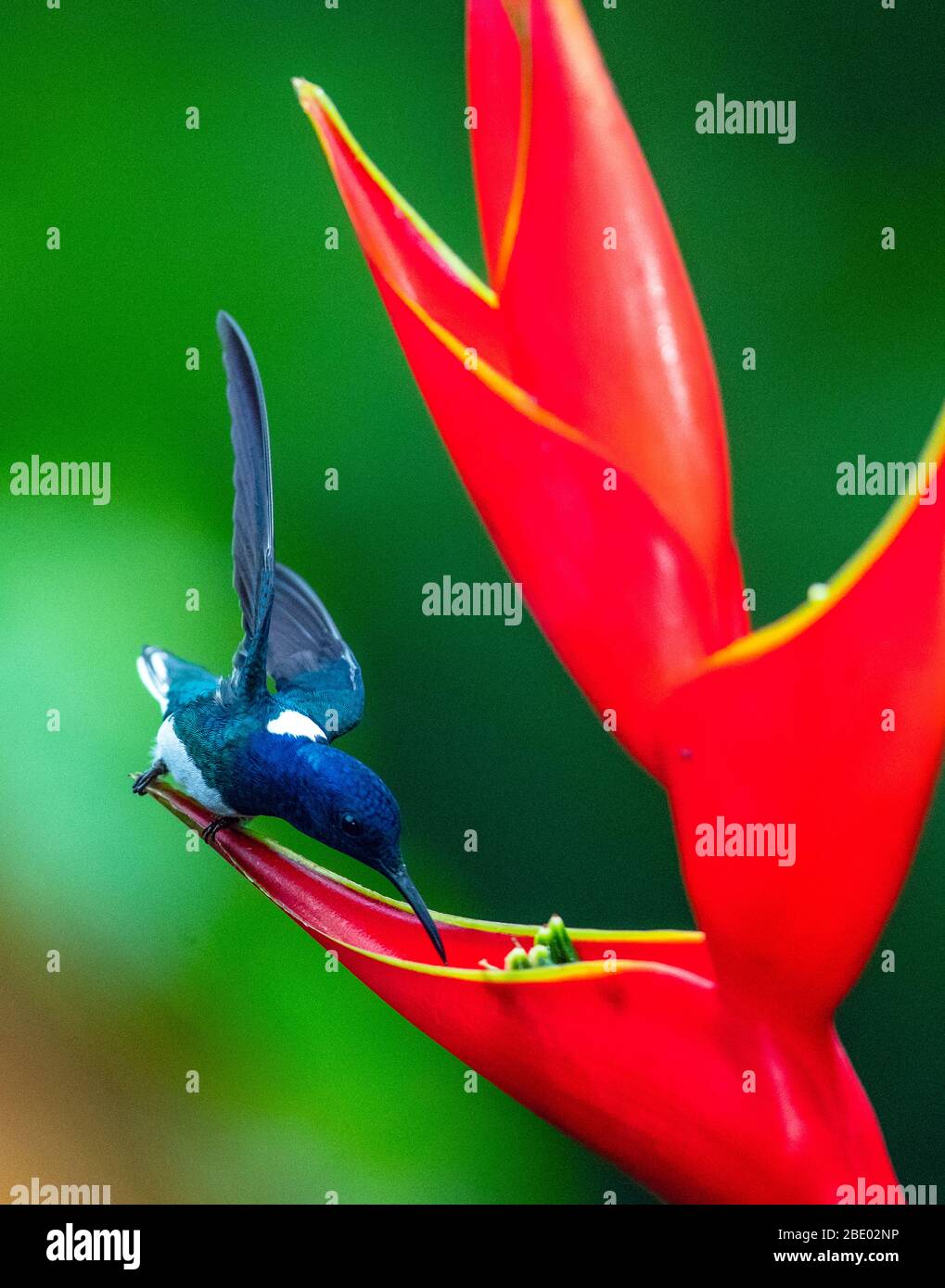 jacobin à col blanc (Florisuga mellivora) se nourrissant de fleurs sauvages rouges, Sarapiqui, Costa Rica Banque D'Images