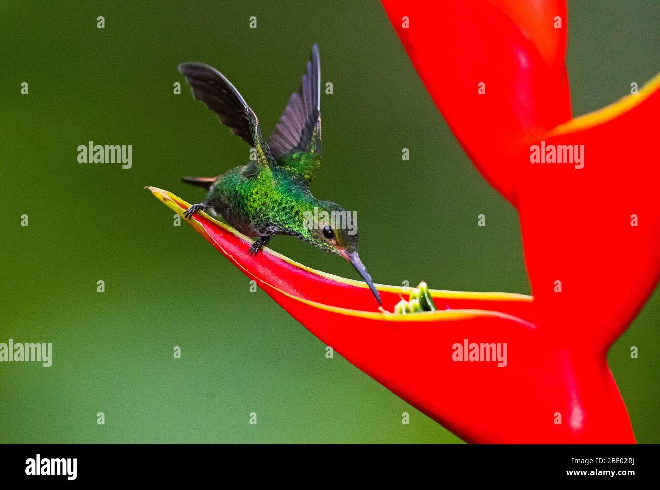 Colibri à gorge Fiery (panneaux indiquis) se nourrissant de fleurs sauvages rouges, Sarapiqui, Costa Rica Banque D'Images