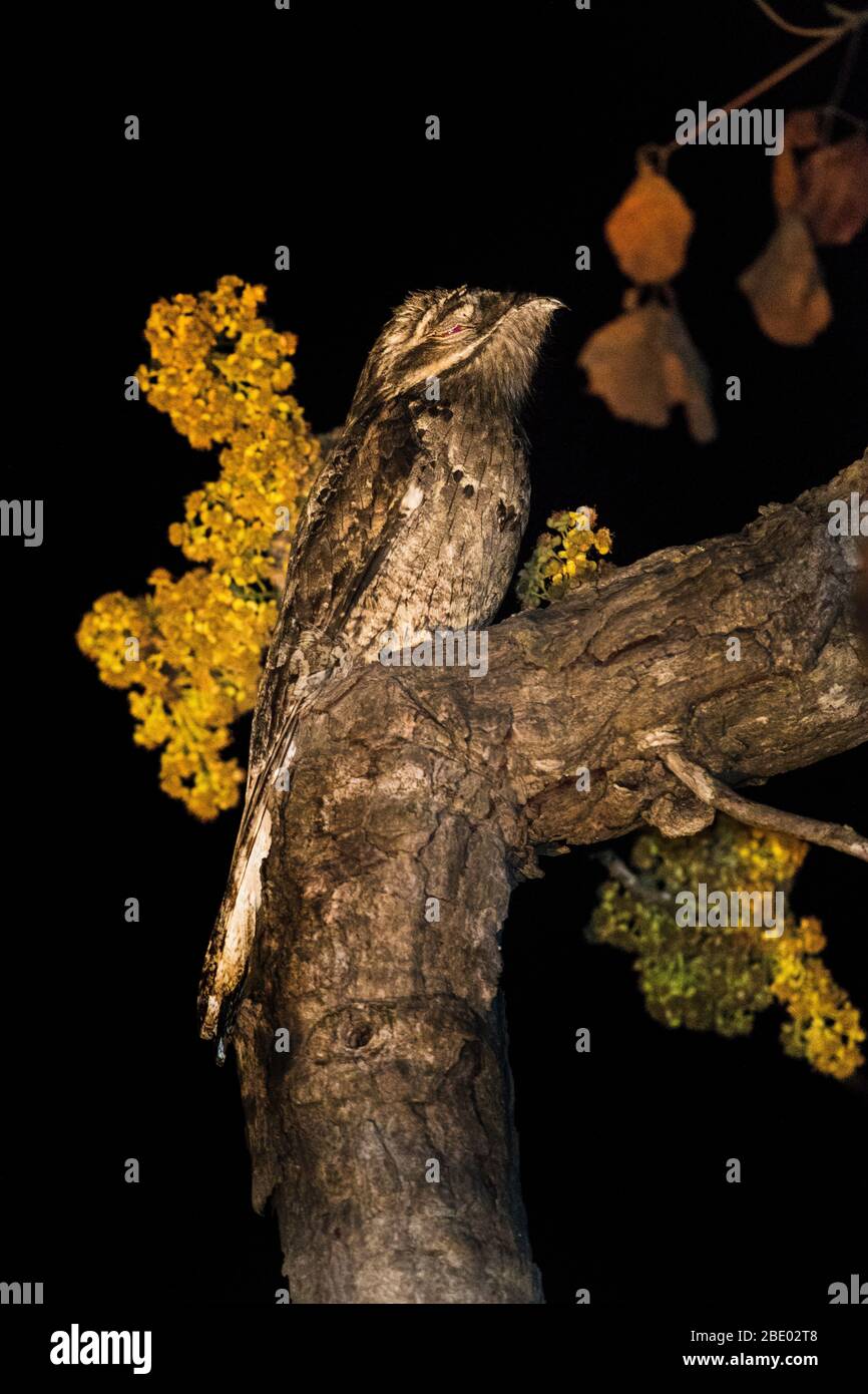 Grand potoo (Nyctibius grandis) perché sur la branche d'arbre, Pantanal, Brésil Banque D'Images