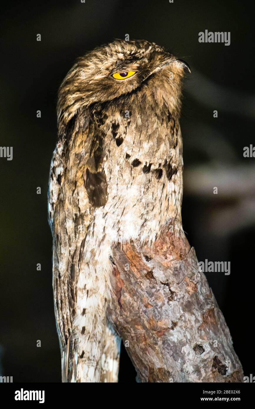 Portrait de grand potoo (Nyctibius grandis) perché sur morceau de bois, Pantanal, Brésil Banque D'Images