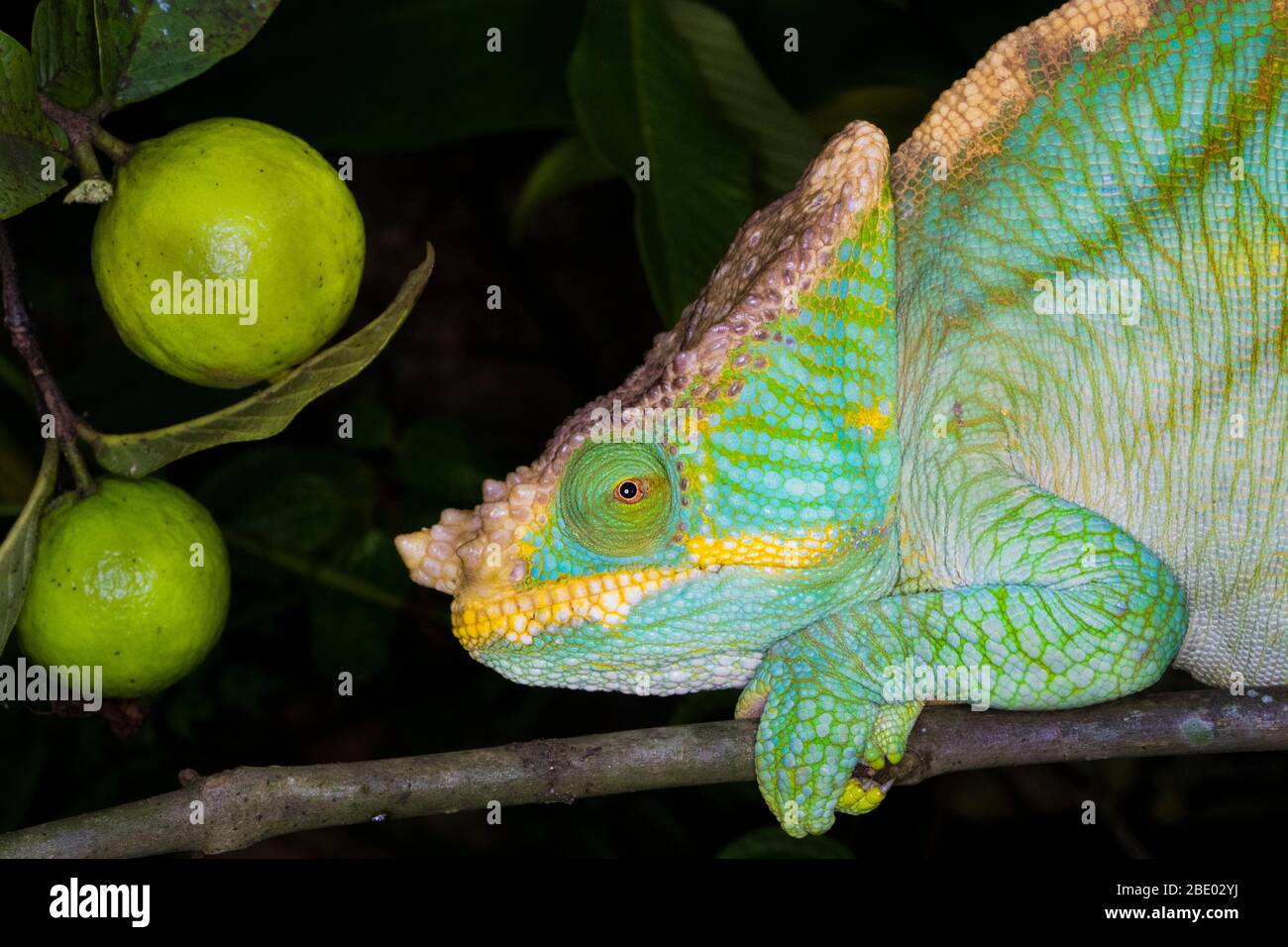 Portrait de Parsons caméléon (Calumma parsonii) reposant sur la branche, Madagascar Banque D'Images