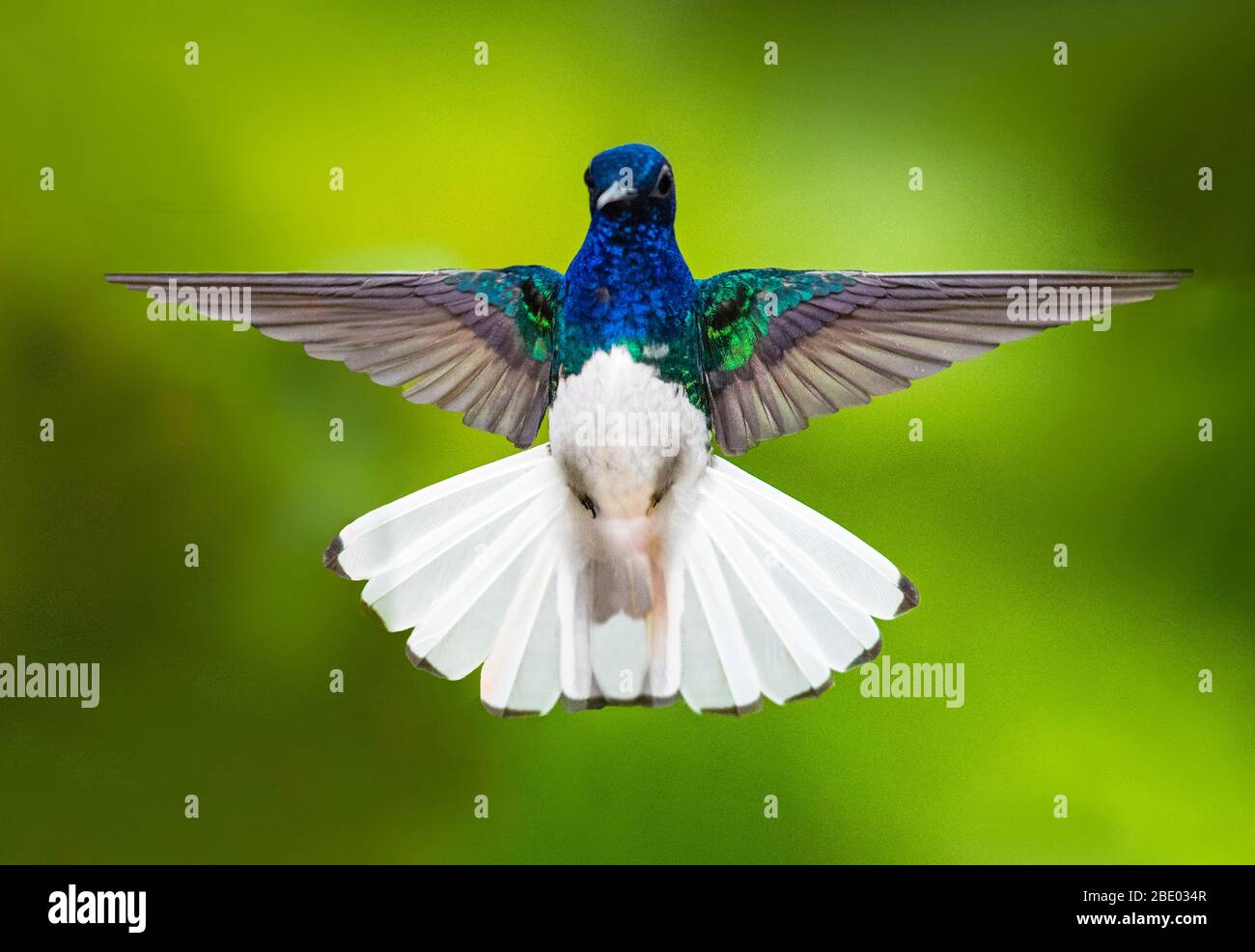 jacobin à col blanc (Florisuga mellivora) pendant le vol, Sarapiqui, Costa Rica Banque D'Images