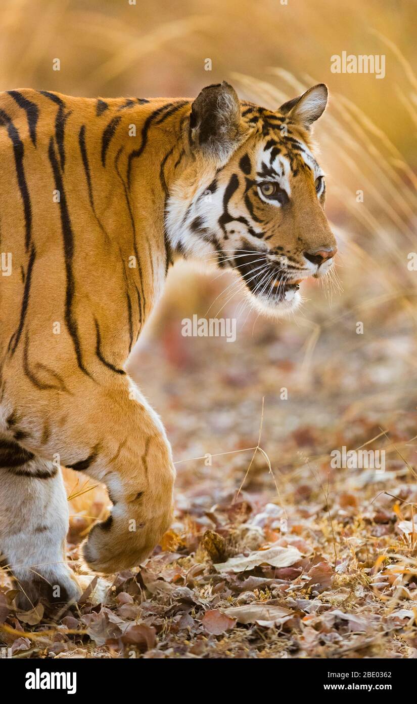 Portrait du tigre (Panthera tigris) marchant à l'extérieur, Inde Banque D'Images