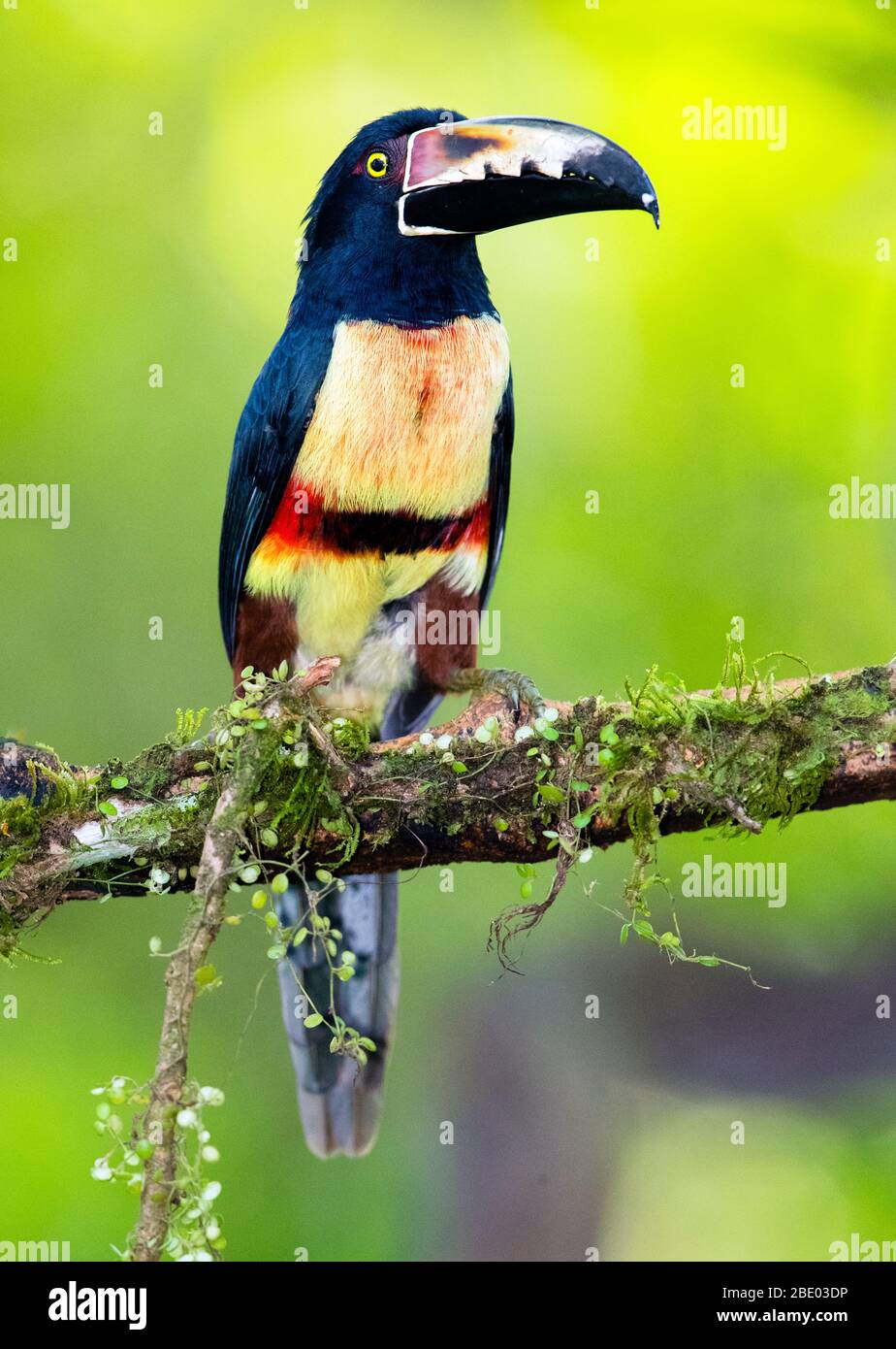 Gros plan sur Collared Aracari debout sur la branche, Sarapiqui, Costa Rica Banque D'Images