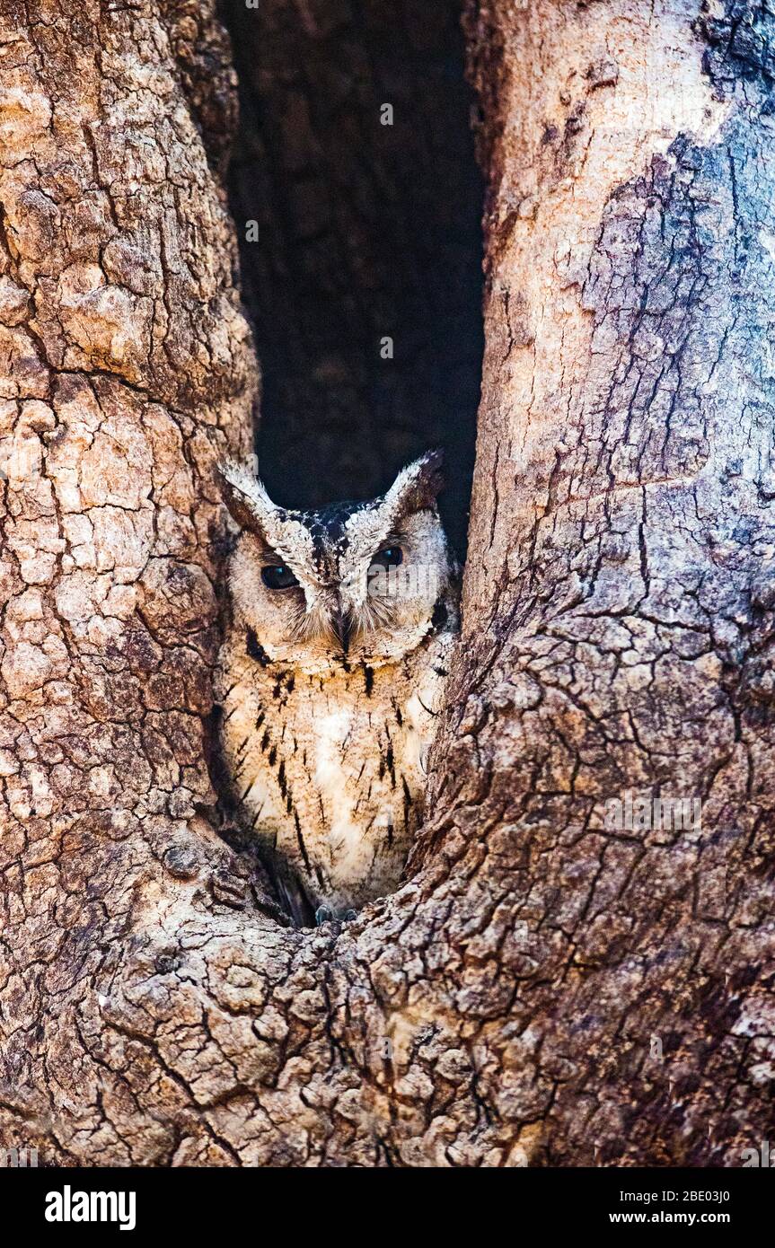 Gros plan sur la chouette des scrops indiennes dans creux, Inde Banque D'Images