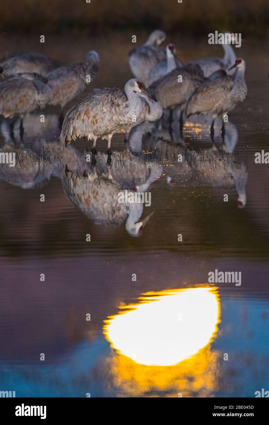 Grue de sandhill (Antigone canadensis) au crépuscule, Soccoro, Nouveau-Mexique, États-Unis Banque D'Images
