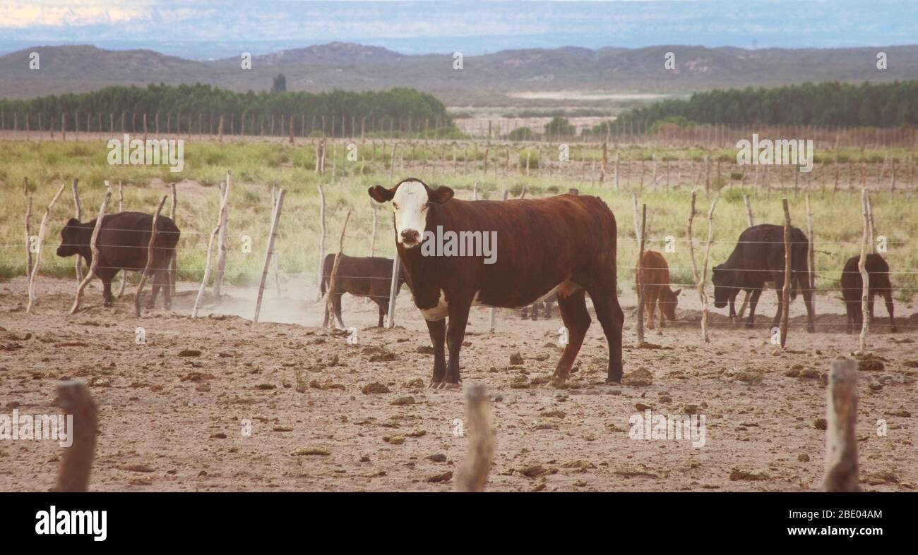 Les vaches et les veaux paissent un champ aride à Mendoza, en Argentine. Banque D'Images