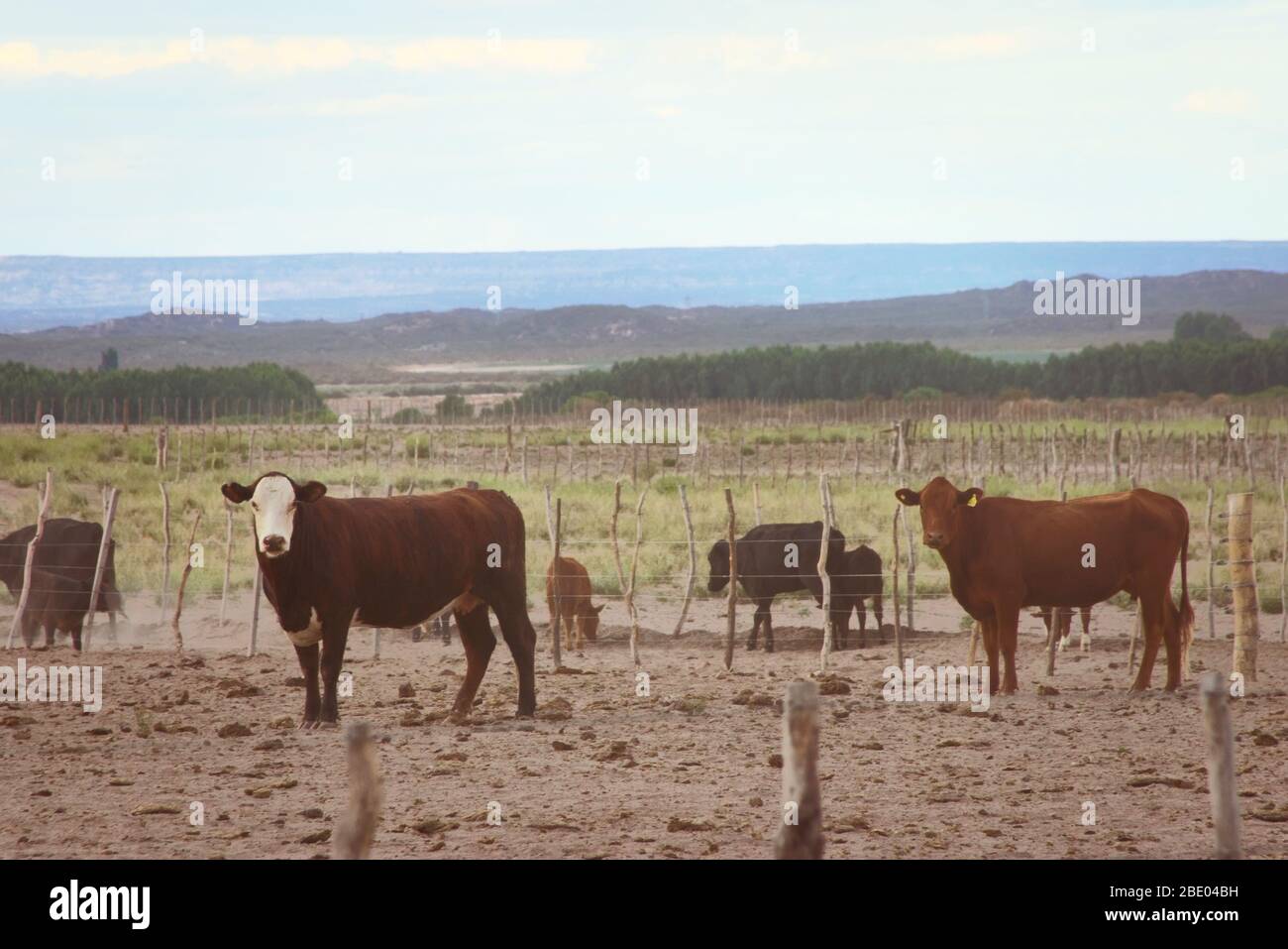 Les vaches et les veaux paissent un champ aride à Mendoza, en Argentine. Banque D'Images