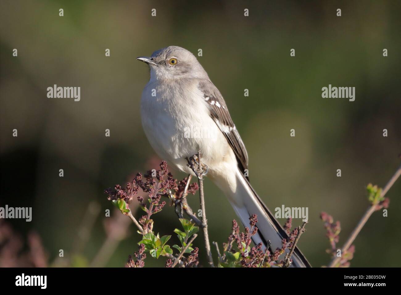 Moqueur polyglotte (Mimus polyglottos) Banque D'Images