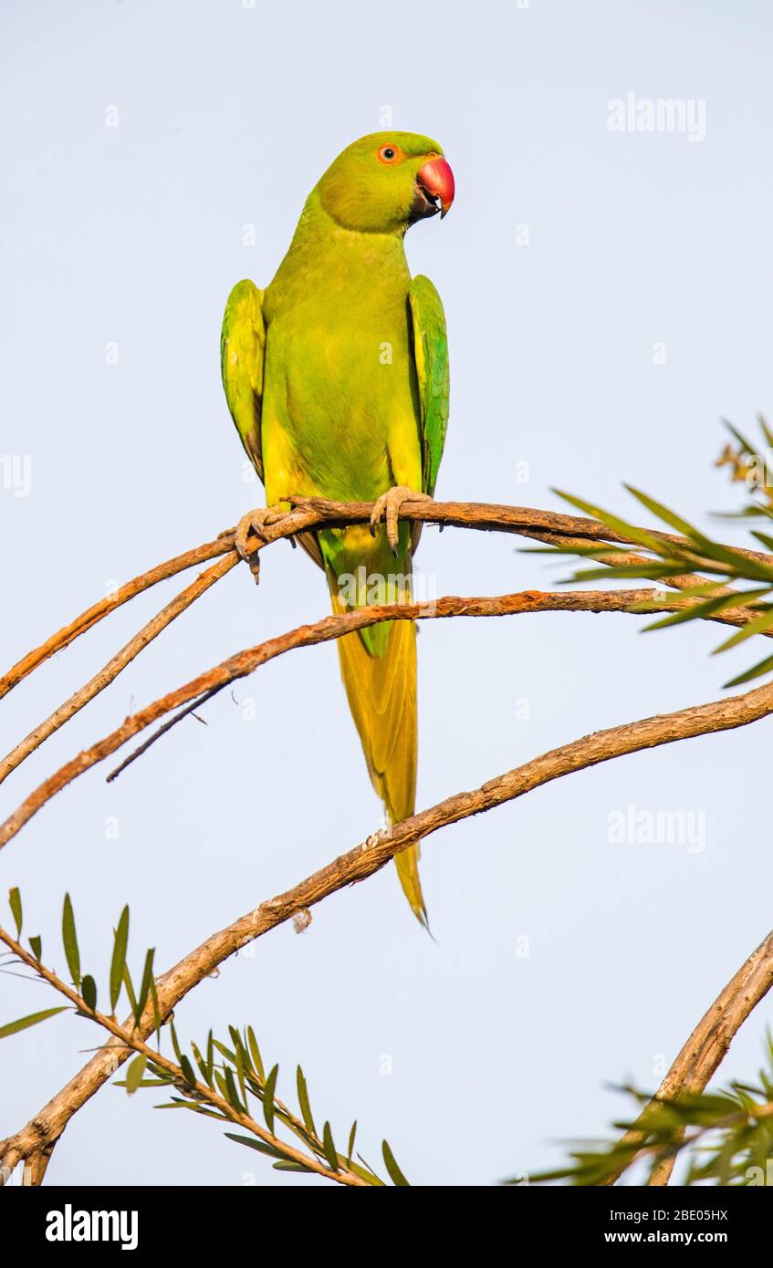 Pakeet rosé (Psittacula krameri) perché sur branche, Inde Banque D'Images