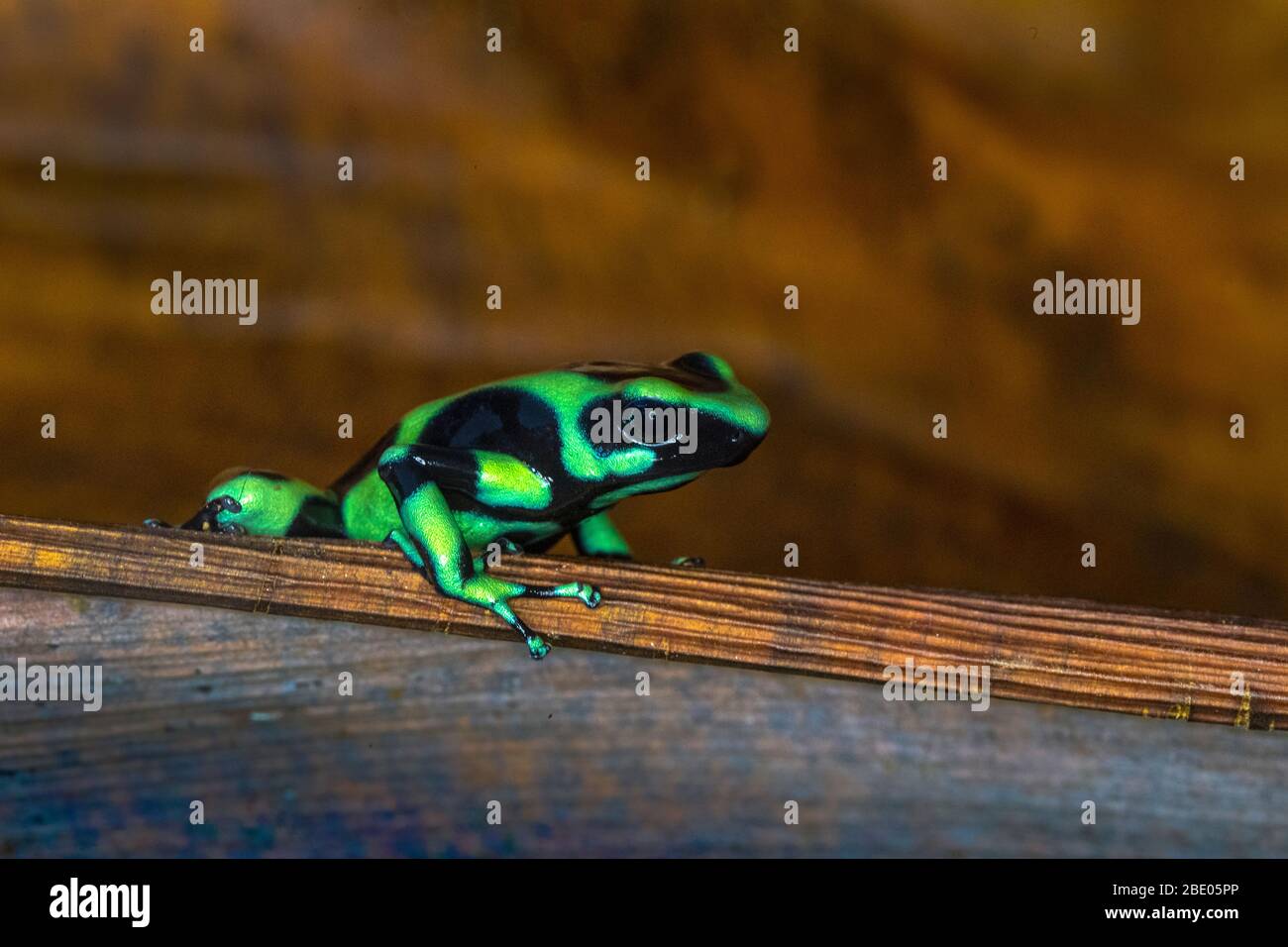 Grenouille noire Banque de photographies et d’images à haute résolution — free download