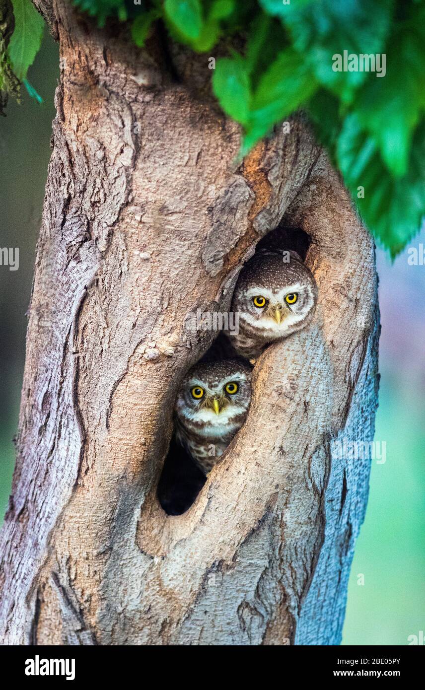 Owlets à pois (Athene brama) dans le trou d'arbre, Inde Banque D'Images