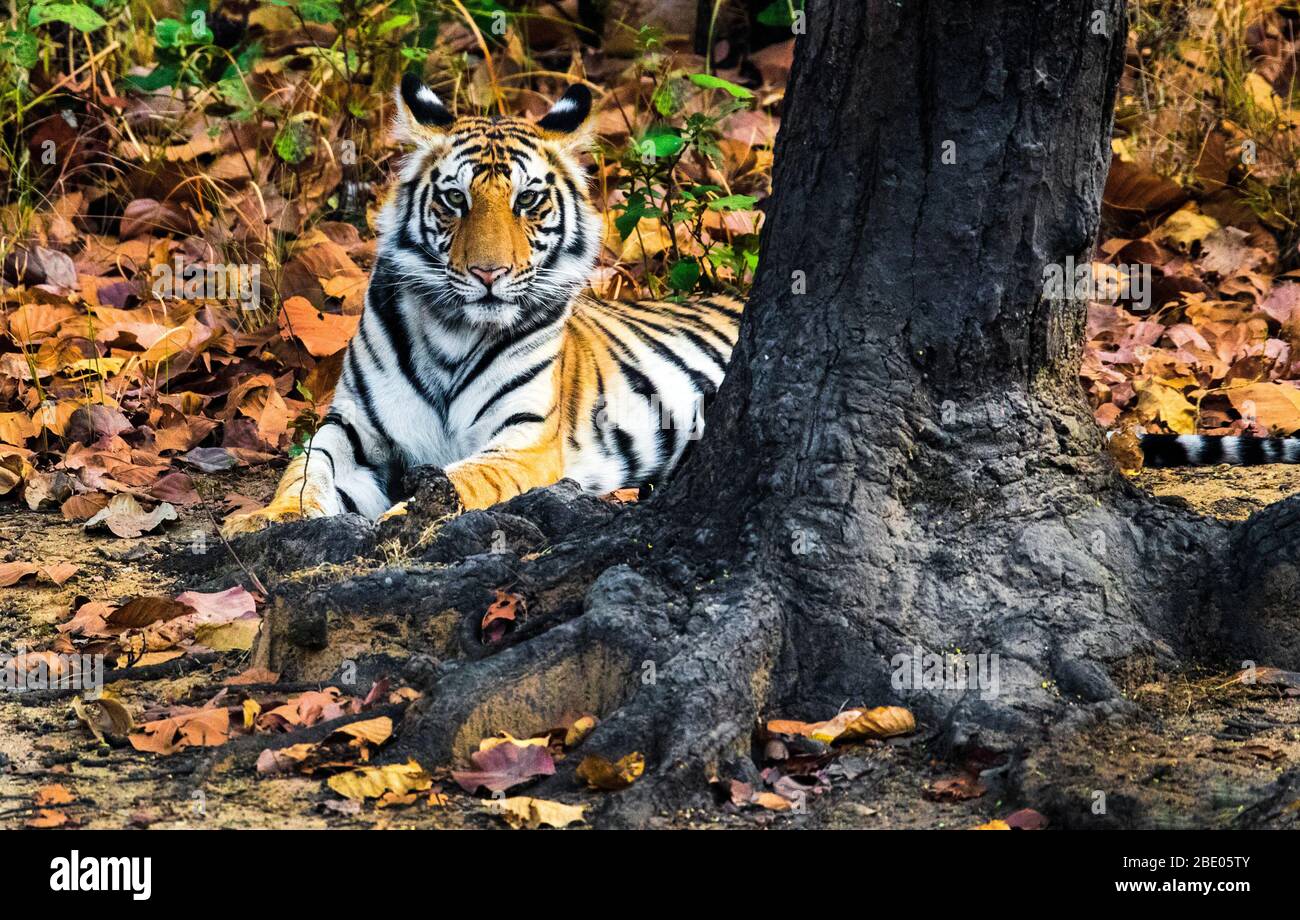 Tigre du Bengale (Panthera tigris tigris) allongé près de l'arbre, Inde Banque D'Images