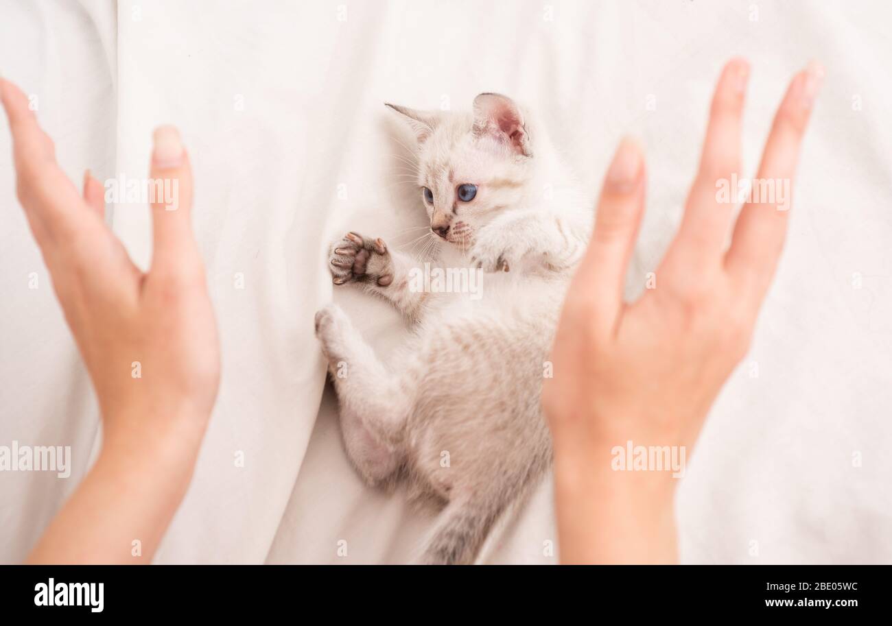 Soins Et Amour Boutique Vet Petit Mignon Chaton Se Detendre Chat De Bebe Mignon Chaton Blanc Tendre Et Charmant Chaton Blanc Jouant Avec Les Mains Des Femmes Concept Pet Partagez Votre Amour