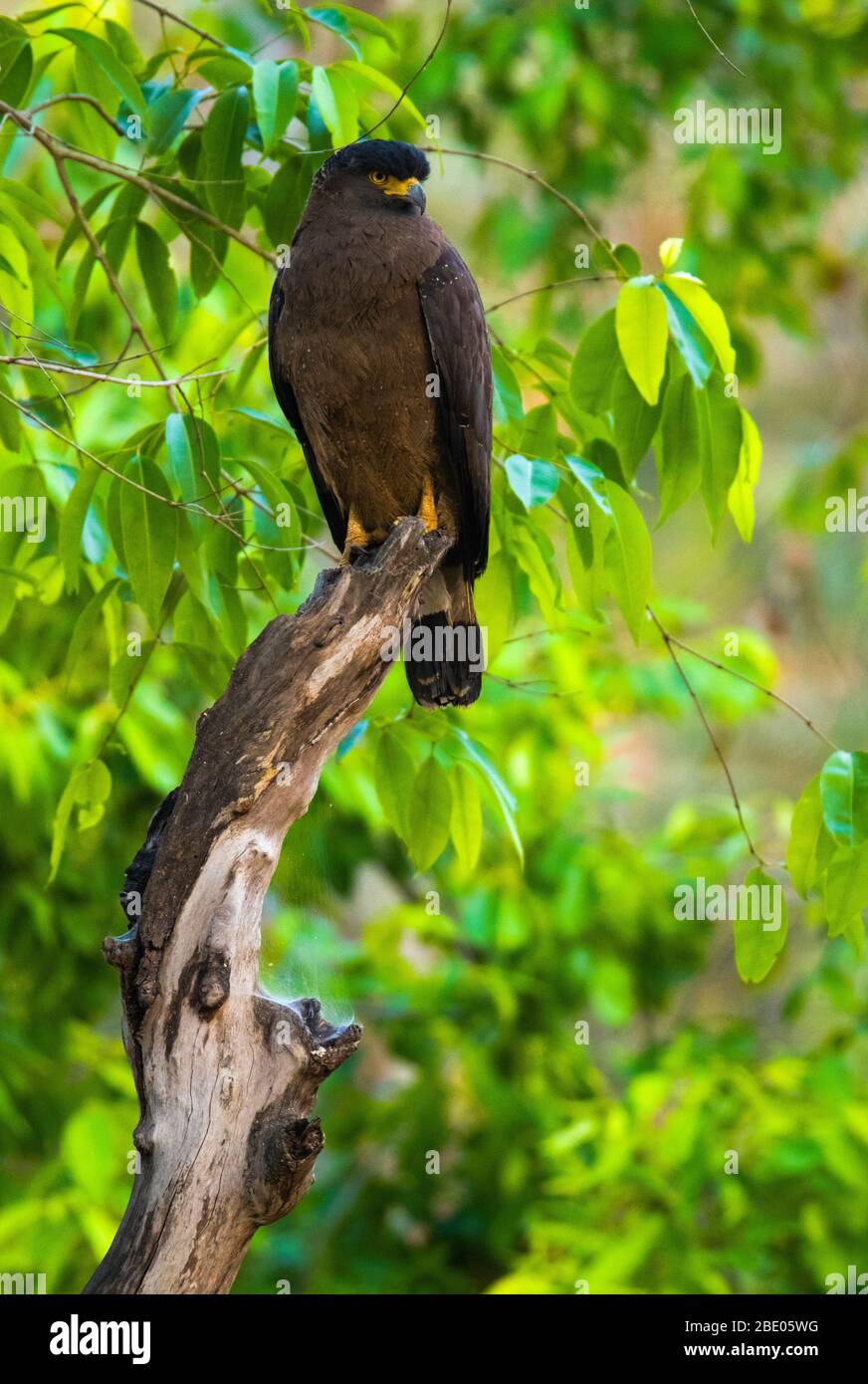 Serpent aigle perché sur la branche, Inde Banque D'Images