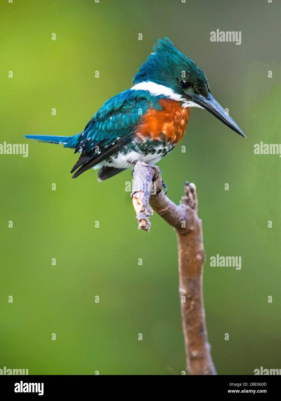Mâle Amazon kingfisher (Chloroceryle amazona) perché sur branche, Pantanal, Brésil Banque D'Images