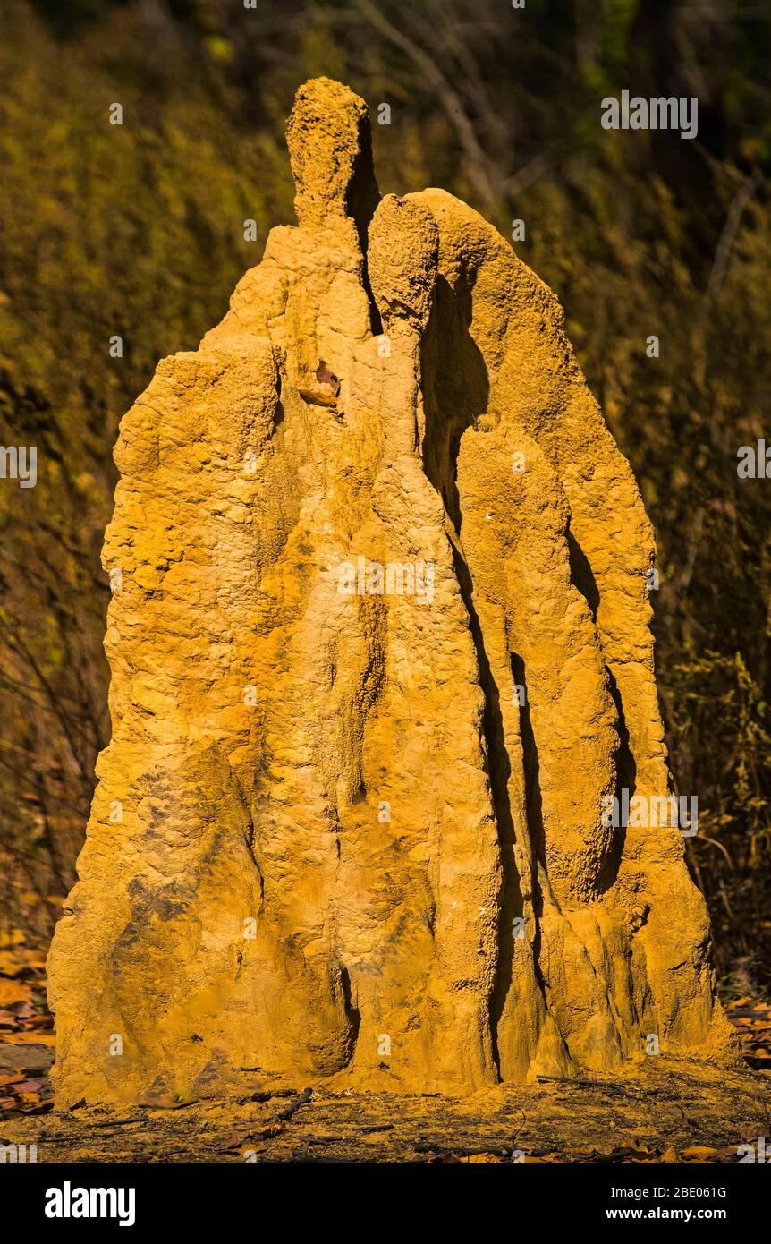 Termite, Inde Banque D'Images