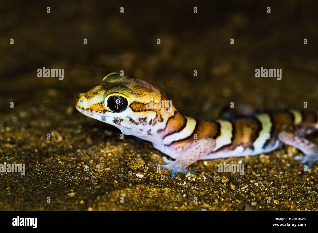 Portrait de lézard sur le sable, Madagascar. Banque D'Images