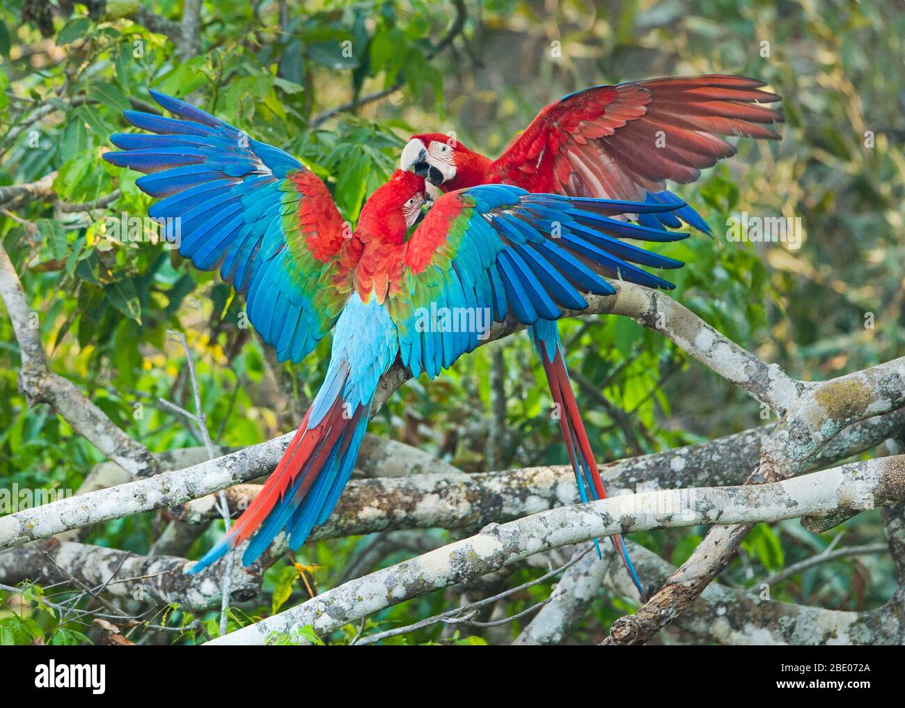 Deux baisers de macaw rouge et vert sur l'arbre, Porto Jofre , Mato Grosso, rivière Cuiaba, près de l'embouchure des trois frères du nord du Pantanal, Brésil Banque D'Images