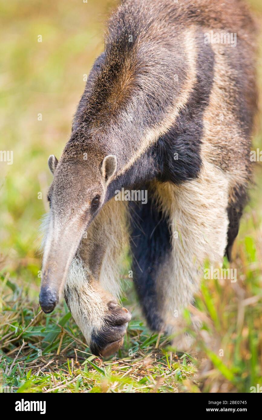 Portrait de marche Antéater géant, Porto Jofre , Mato Grosso, Rivière Cuiaba, près de l'embouchure des trois frères dans le nord du Pantanal, Brésil Banque D'Images