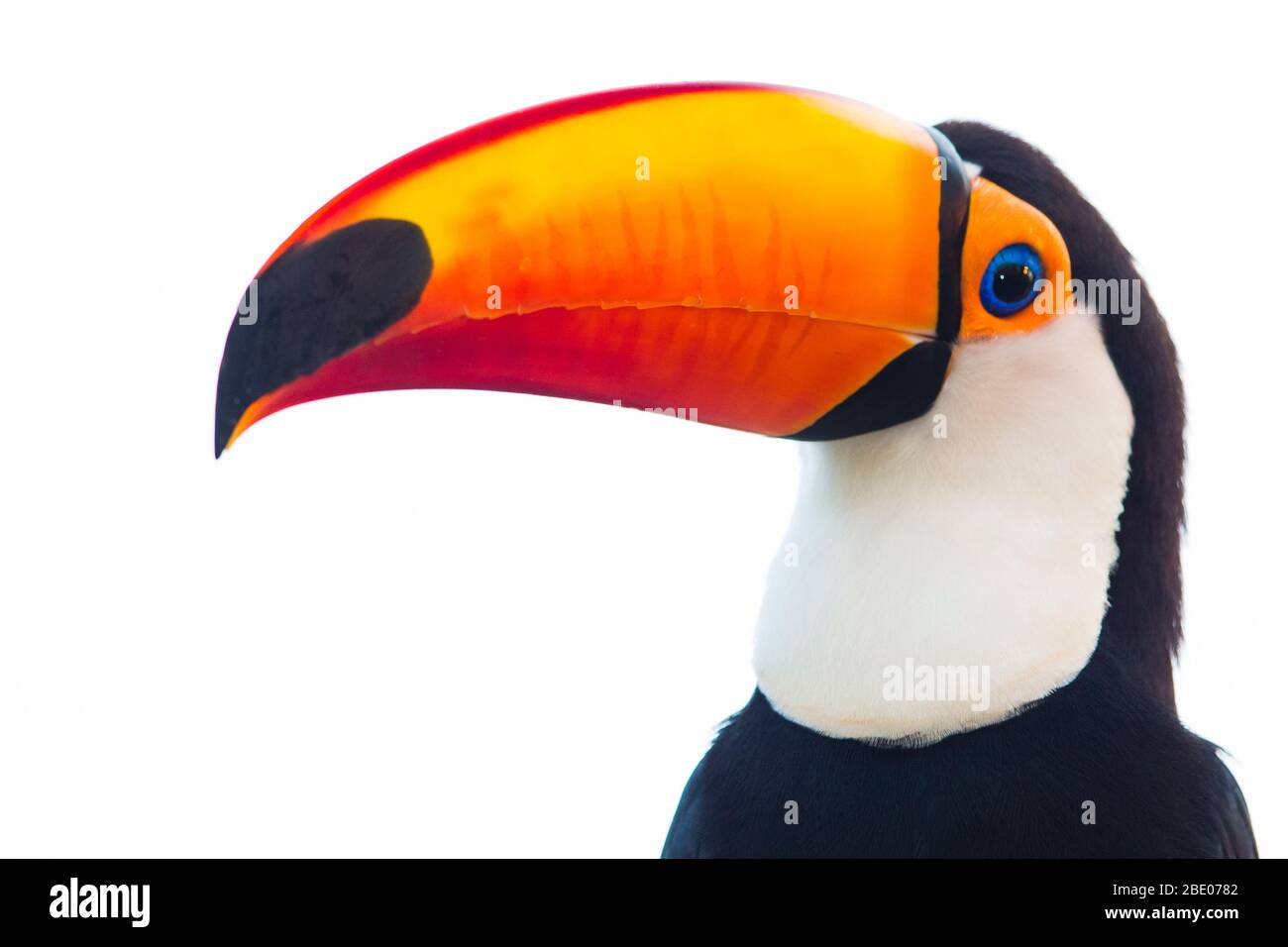 Portrait de toco toucan, Mato Grosso, Brésil Banque D'Images
