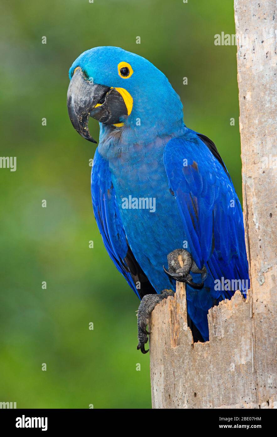 Portrait de la macaw de jacinthe (Anodorhynchus hyacinthinus) perçant sur une pièce de bois, Porto Jofre, Pantanal, Brésil Banque D'Images