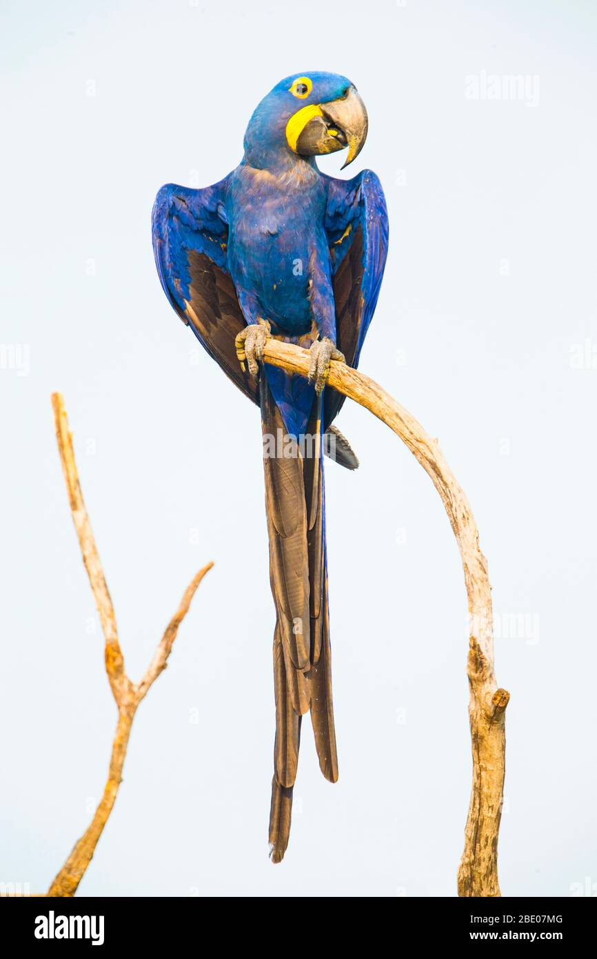 Portrait de la macaw de jacinthe (Anodorhynchus hyacinthinus) perçant sur branche, Porto Jofre, Pantanal, Brésil Banque D'Images