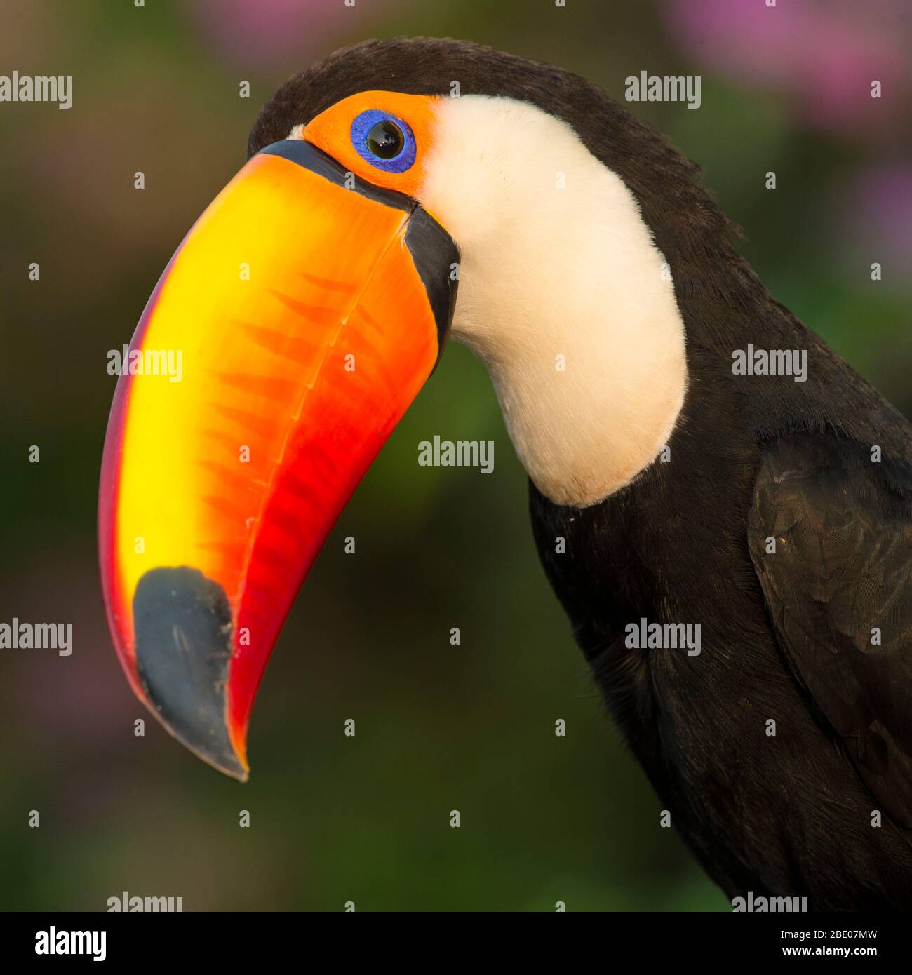 Portrait de toco toucan (Ramphastos toco), Porto Jofre, Pantanal, Brésil Banque D'Images