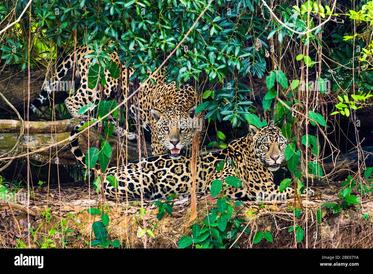 Deux jaguars (Pantana onca) reposant dans la forêt, Porto Jofre, Pantanal, Brésil Banque D'Images