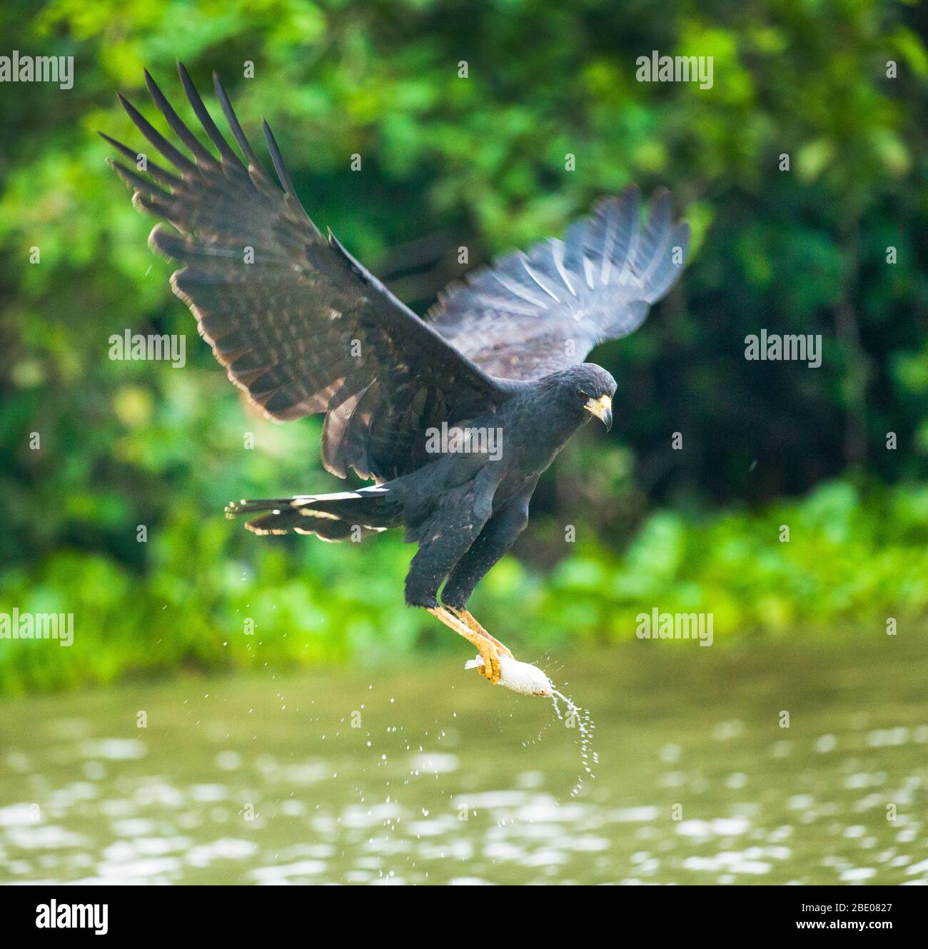 Grand faucon noir (Buteogallus urubitinga) volant avec des poissons capturés dans les griffes, Porto Jofre, Pantanal, Brésil Banque D'Images