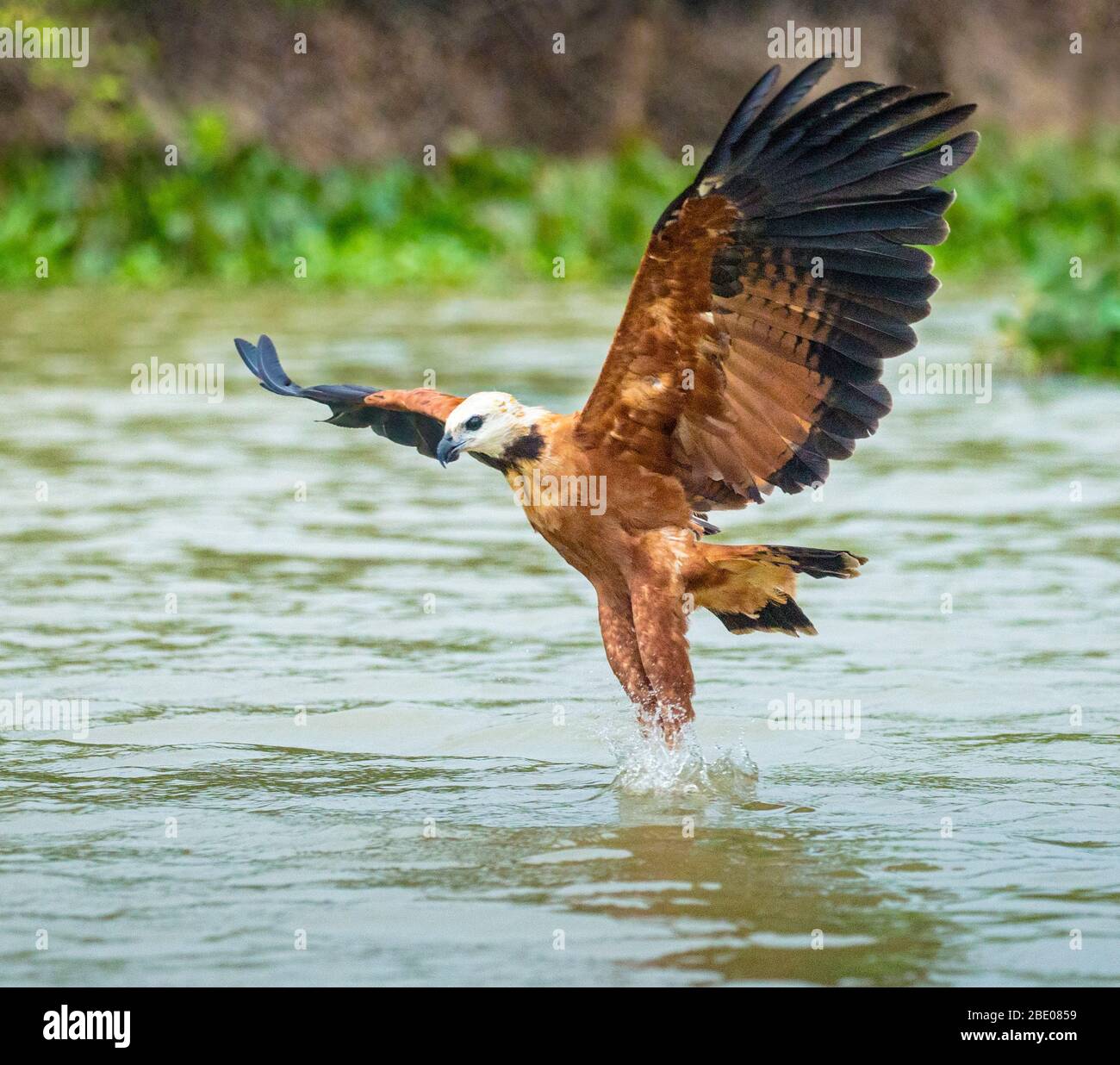 Faucon à col noir (Busarellus nigricollis) plongée dans l'eau, Porto Jofre, Mato Grosso, Brésil Banque D'Images