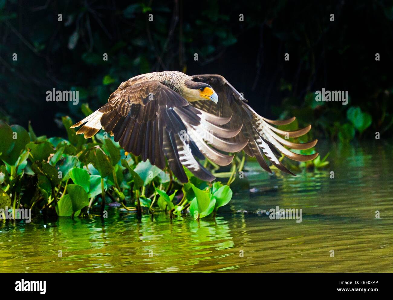 Caracara à tête jaune (Milvago chimachima) volant au-dessus de l'eau, Porto Jofre, Mato Grosso, Brésil Banque D'Images